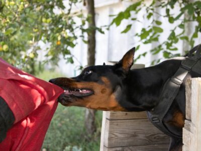 Doberman biting a person's arm