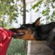 Doberman biting a person's arm